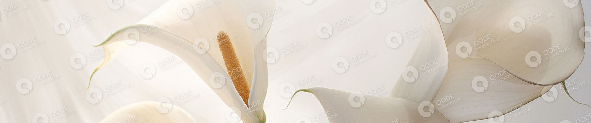 about-title-img